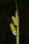 Pale sedge